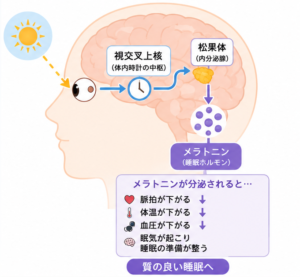 メラトニンの働き